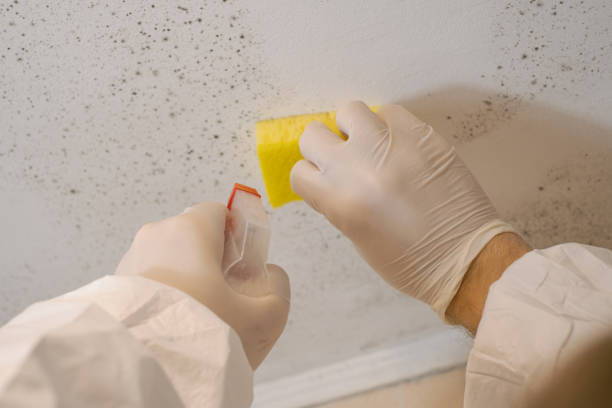 Best Real Estate Mold Inspection  in Monument, CO