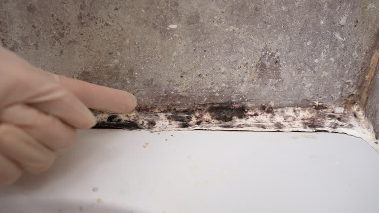 Best Mold Documentation for Insurance Claims  in Monument, CO