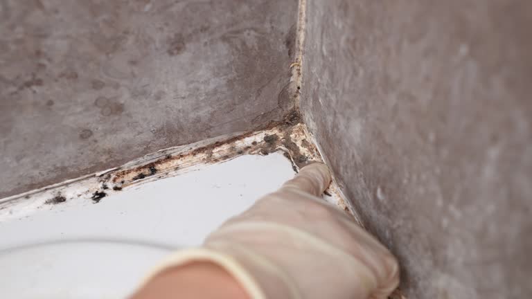 Best HVAC Mold Inspection and Cleaning  in Monument, CO